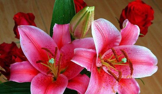 百合花（以百合花为主题的意义探索）