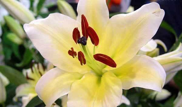 百合花（以百合花为主题的意义探索）