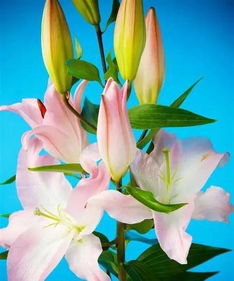 百合花的象征意义与寓意（探寻百合花背后的内涵与文化意义）