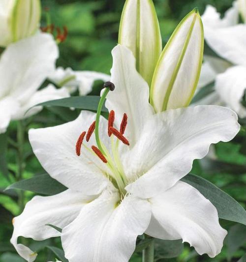 百合花语大全与寓意（探寻百合花的神秘语言）