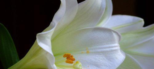 百合的象征意义与传承（解读百合花的文化内涵及其在艺术）
