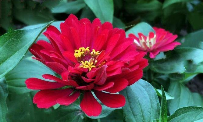 百日菊的花语与象征意义（揭示百日菊的神秘内涵）