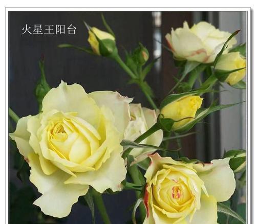 宝石花（探寻宝石花的花语之美）