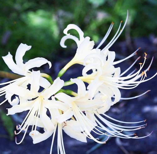 彼岸花的花语与寓意（唯美脆弱的彼岸花）