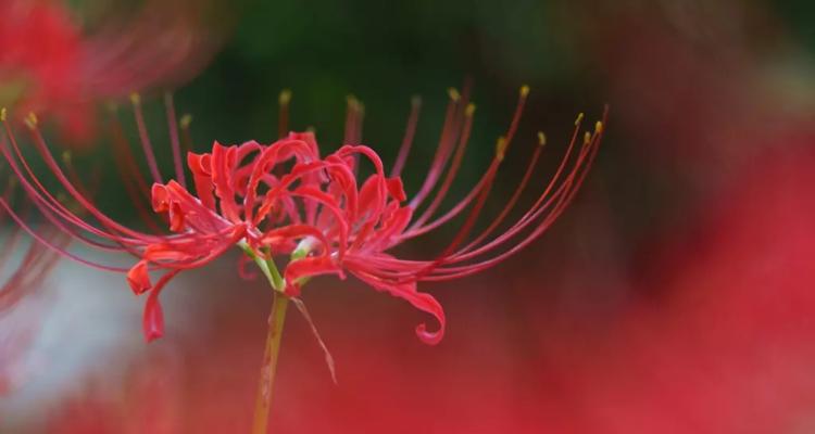 彼岸花（花开在废墟中）