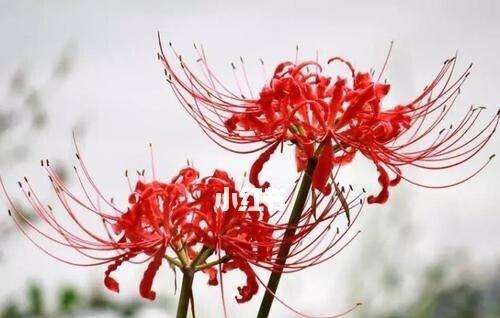 彼岸花（彼岸花的花语与传说）