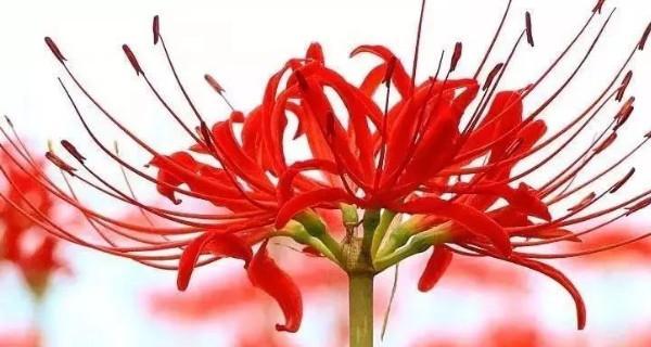 彼岸花的花语与意义（探寻彼岸花背后的深意）