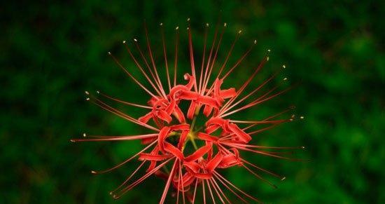 彼岸花花开如画，寄托思念之情（与彼岸花相约）