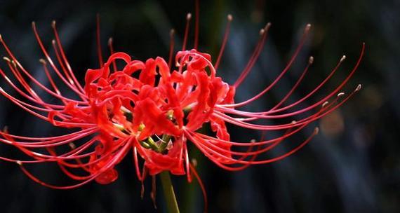 彼岸花的花语与寓意（探索彼岸花的诗意之旅）