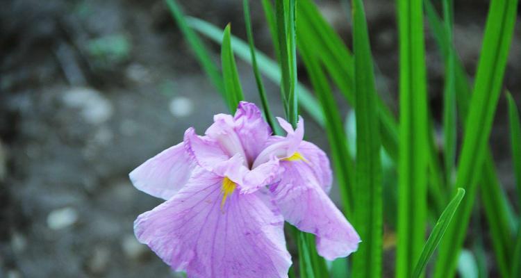 菖蒲（探索菖蒲的花语和文化背景）