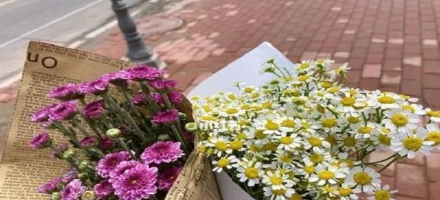 小雏菊的花语与寓意（探索小雏菊的象征意义和传达的情感）