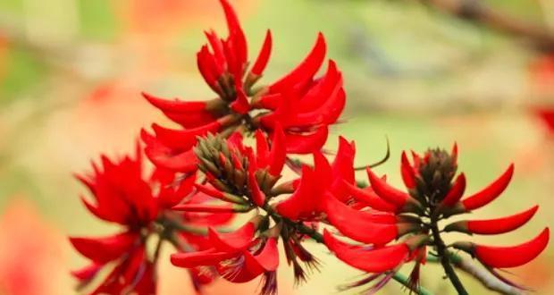 刺桐花的花语与意义（传递爱与希望的刺桐花）