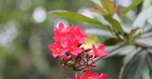 春天的花海--迎接新生命的盛宴（探索春天的花朵世界）