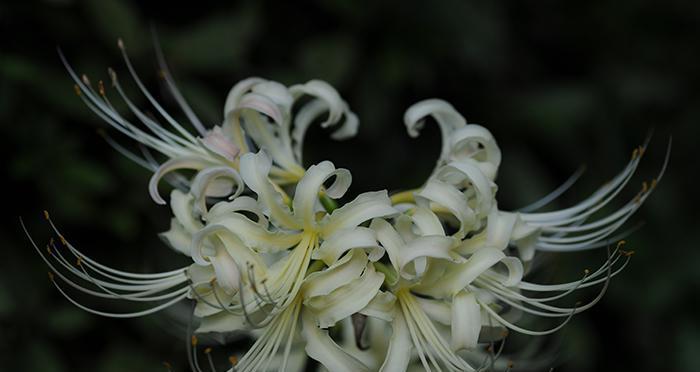 花语暗示死亡的鲜花（代表死亡的花朵）