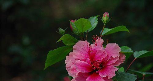 花语暗示死亡的鲜花（代表死亡的花朵）