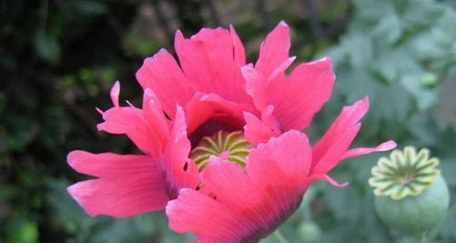 花语暗示死亡的鲜花（代表死亡的花朵）