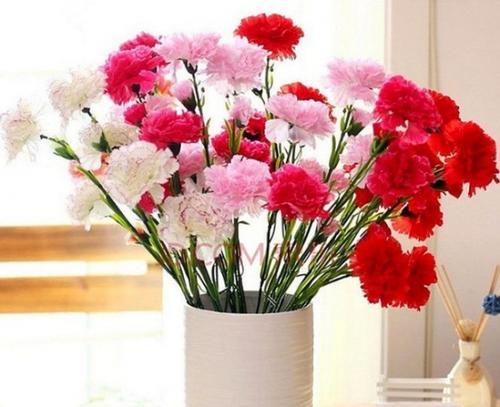 友谊之花（用花语传递真挚友谊的情感）