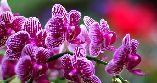 用花以代表友谊——友谊花束的深意（朋友之间的情谊和关怀）