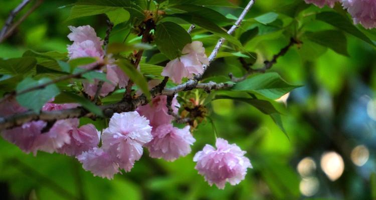友谊之花绽放的意义（用花语传递真挚友谊的力量）