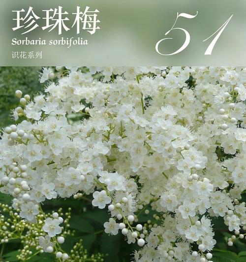 友谊之花绽放的意义（用花语传递真挚友谊的力量）