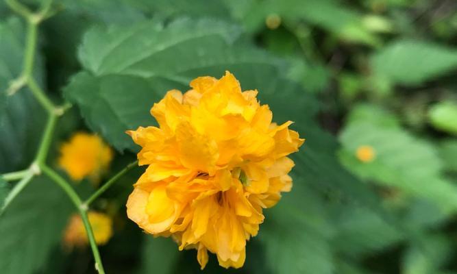 棣棠花的花语与寓意（花香四溢）