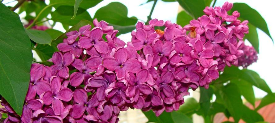 丁香花的代表意义——永恒的爱情与纯洁的友谊（蕴含丰富情感的鲜花与美丽寓意）