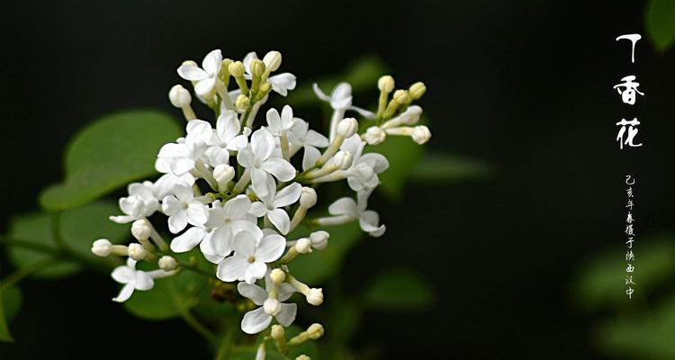 丁香花（用芳香与色彩的丁香花）