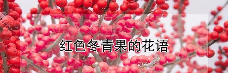 冬青树的花语（解读冬青树的美丽与神秘）