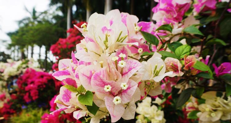 杜鹃花的象征意义（探寻杜鹃花的生命哲学与美学价值）