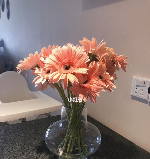非洲菊的美丽寓意与人生启示（探索非洲菊的独特象征与价值）
