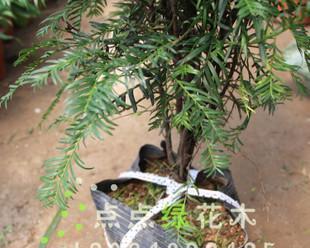 红豆杉怎么养护（红豆杉盆栽种植和管理）