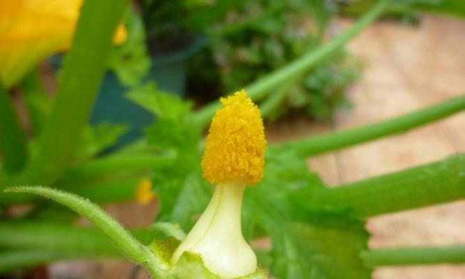 葫芦怎么养才能结果（葫芦的种植与管理）