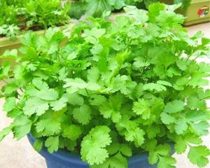 如何种植菠菜（从种子到丰收）