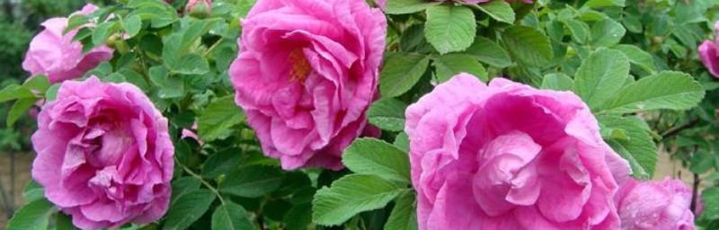 玫瑰花的种植方法和技巧（从选购到养护）