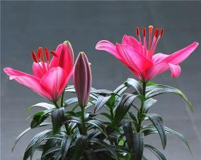 盆栽百合花种植方法（百合花养殖方法与技巧）