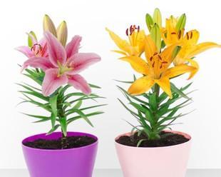 盆栽百合花种植方法（百合花养殖方法与技巧）