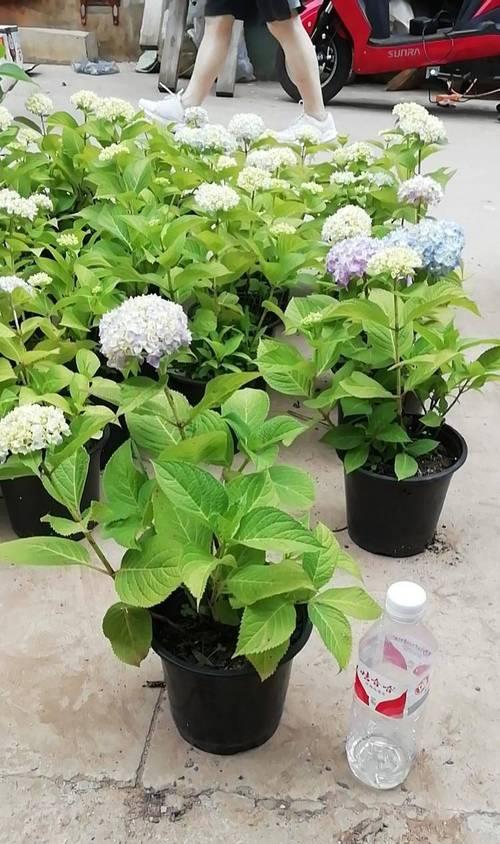 绣球花的种植方法和时间（有关绣球花栽培管理技巧）