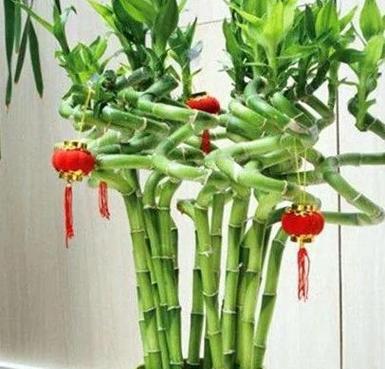 怎样养好富贵竹盆栽（富贵竹的养护与管理）