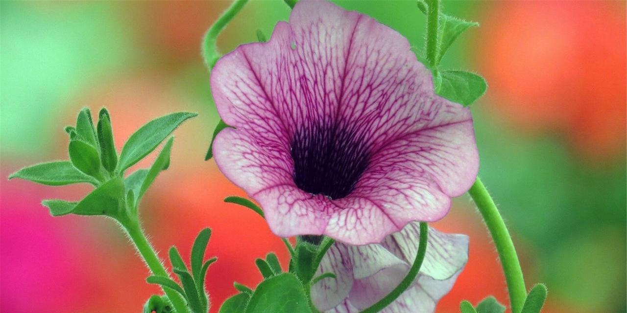 牵牛花几点开放（有关牵牛花的特点描写）