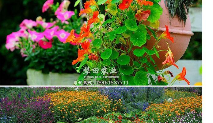 旱金莲的种子怎样播种（旱金莲种植时间和方法）