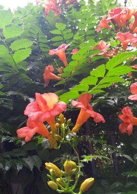 凌霄花种在什么地方好（有关凌霄花的栽培步骤）
