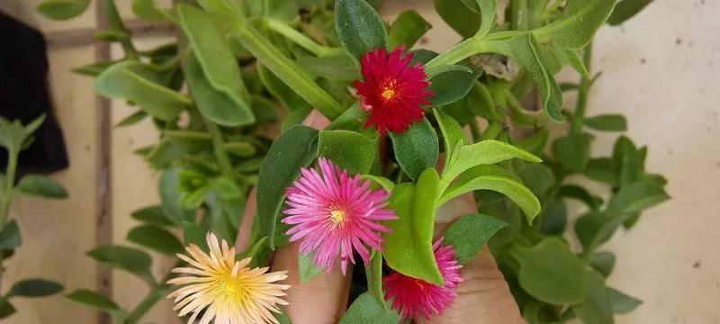 穿心莲怎么养才能爆盆（穿心莲的养殖方法和注意事项）