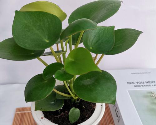 豆瓣绿的繁殖方法图解（教你豆瓣绿的正确养法）