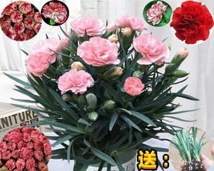康乃馨如何种植（康乃馨的栽培技术要点）