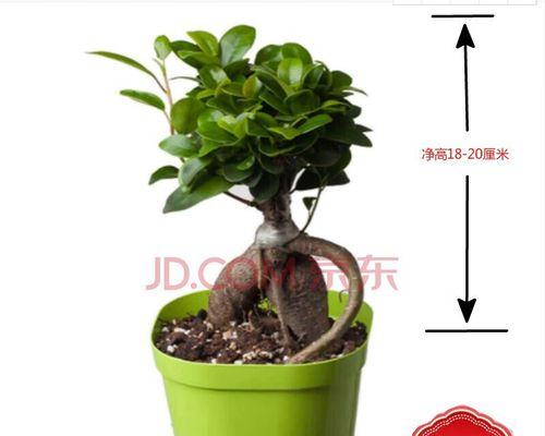 榕树资料简介（详解榕树的特点）