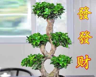 榕树资料简介（详解榕树的特点）