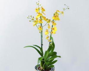 文心兰花怎么养殖（文心兰的养殖方法和注意事项）