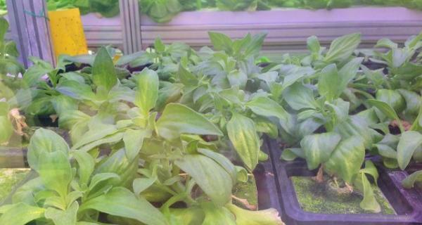冰草什么时候种植比较好（冰菜的种植与管理）