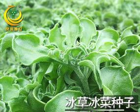 冰草什么时候种植比较好（冰菜的种植与管理）