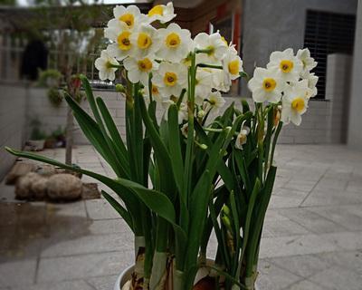 水仙花在几点开放时间（关于水仙花的花期季节）